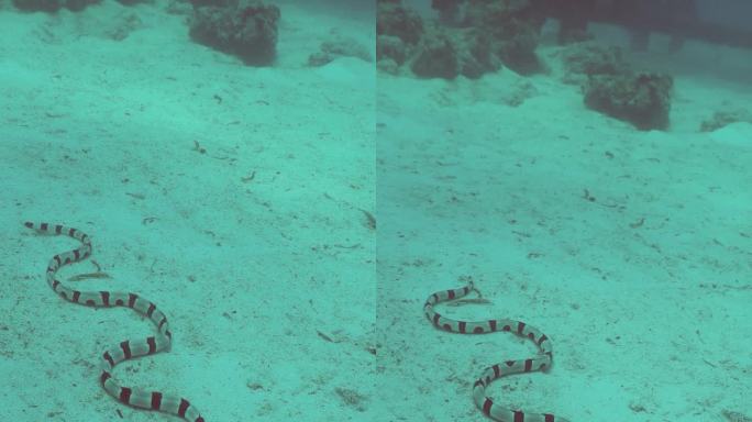 水下的海蛇。诗巴丹岛Semporna。马来西亚。