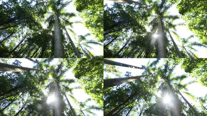 仰拍的绿色树叶阳光透过树叶的缝隙拍摄素材