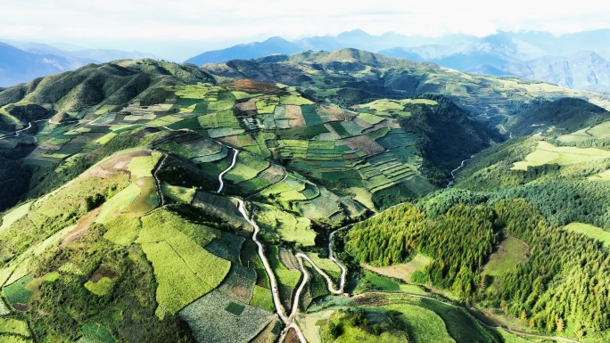 高山中药材种植基地航拍乡村产业振兴