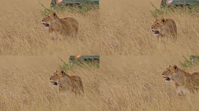 在非洲国家保护区的草原上散步的母狮
