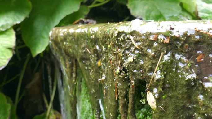小瀑布的侧面视图与植物和非常小的水生动物