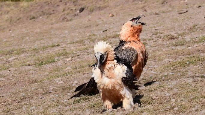 西班牙比利牛斯山的大胡子秃鹫。