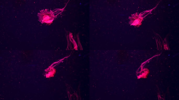 一群荧光水母在水族池中游泳。透明水母水下镜头，一只发光的水母在水中移动。