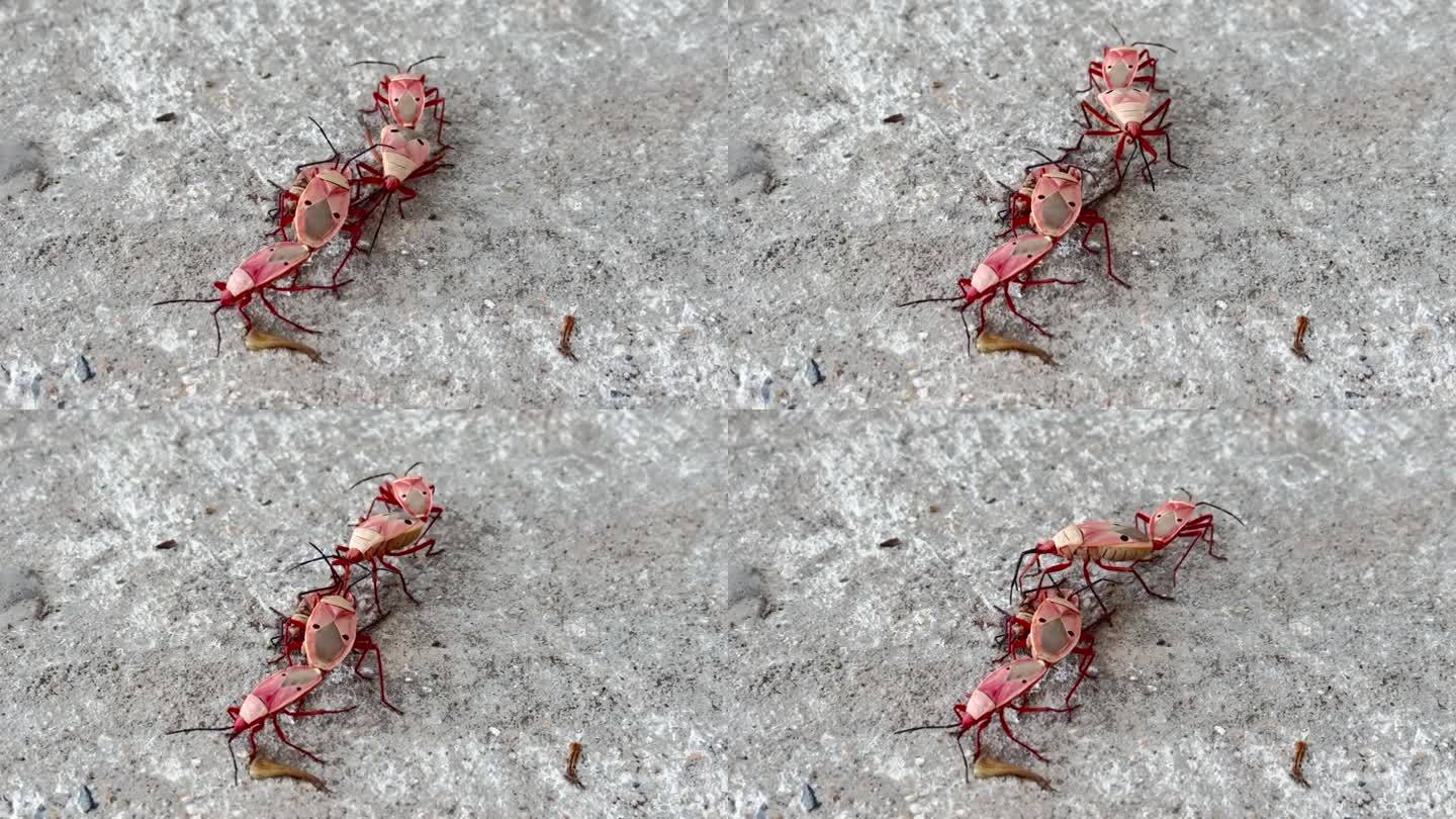 一群红虫，红虫的繁殖