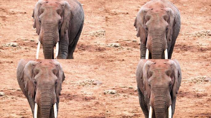 大象在肯尼亚阿伯代尔国家公园散步——特写