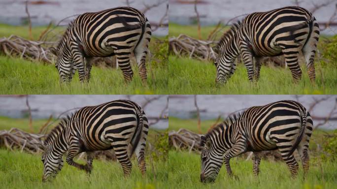 斑马在非洲大草原草地上吃草的特写。受伤和生病的斑马。