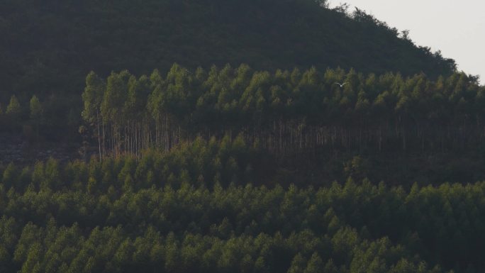 自然风景 孤鸟飞行