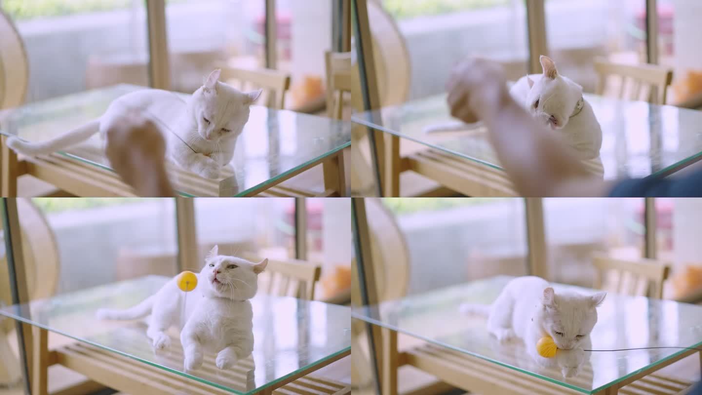 一只白色短毛猫躺在客厅的桌子上，和它的主人玩着一个黄色的球，玩得很开心，它想抓住它，却不肯放手。