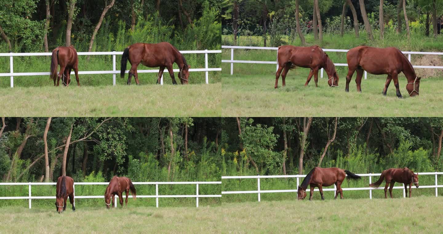 【合集】两匹吃草的马