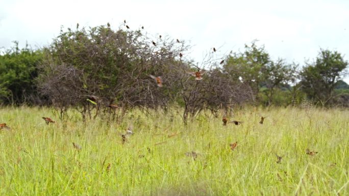 在坦桑尼亚的土地上，鸟儿飞过环绕着树木的高高的绿草