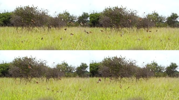 在坦桑尼亚的土地上，鸟儿飞过环绕着树木的高高的绿草