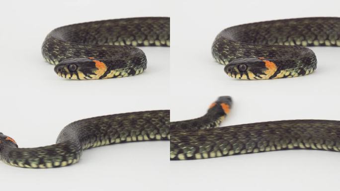白色背景上的毒蛇一条蛇爬行实拍素材