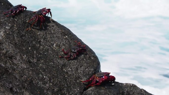 螃蟹在火山岩石上，海浪拍打着它们