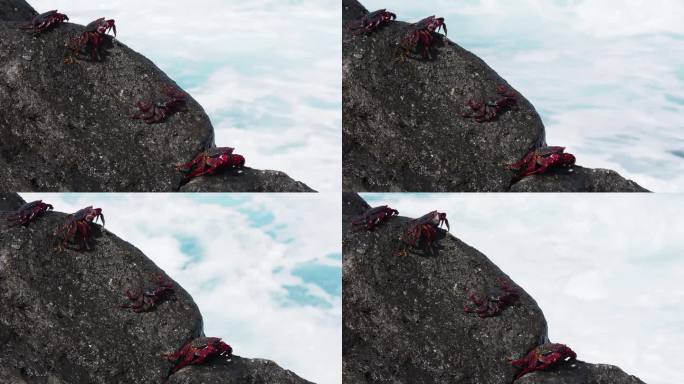 螃蟹在火山岩石上，海浪拍打着它们