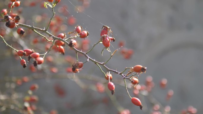 九月和十月成熟的玫瑰果特写，药用红玫瑰果在树上