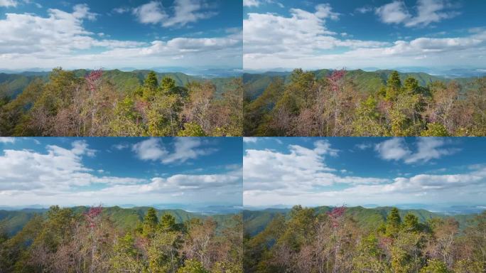 秋天或秋天，山峦和树叶随风摇曳的壮观景色，日本香川县的龙游山，自然或徒步背景