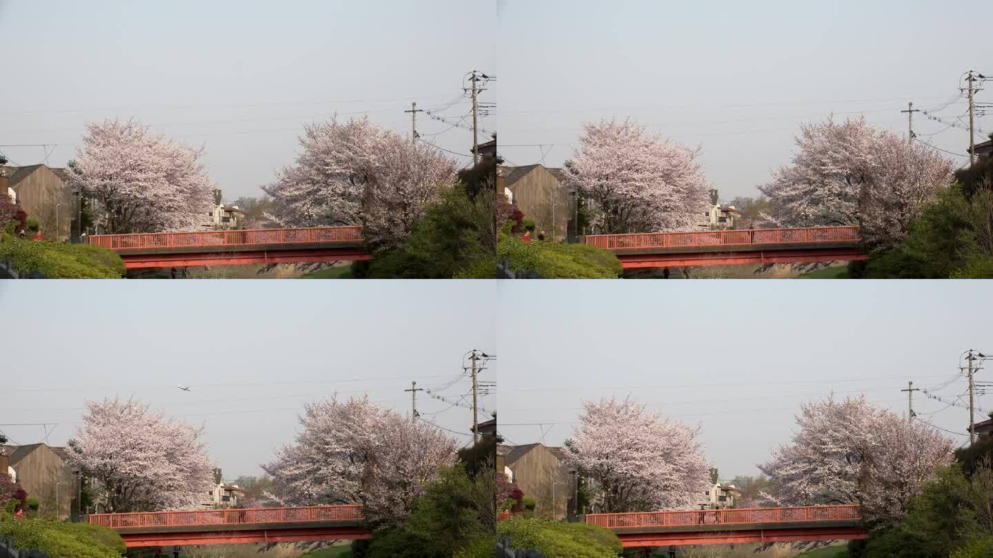 东京，日本:野川公园和武藏野公园的樱花。