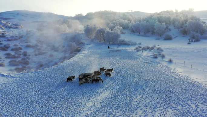 冬季坝上雪景