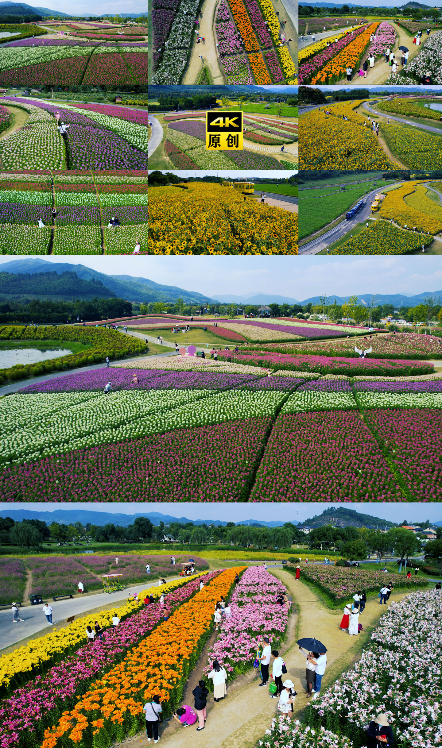 花海 公园 五A级景区 花海游玩 赏花