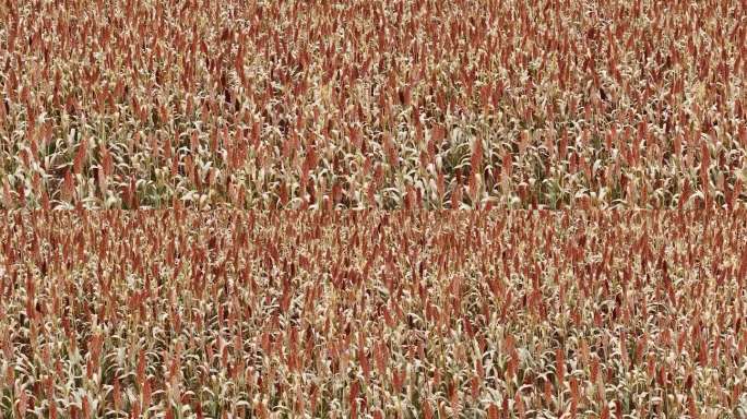 高粱地农田庄稼地