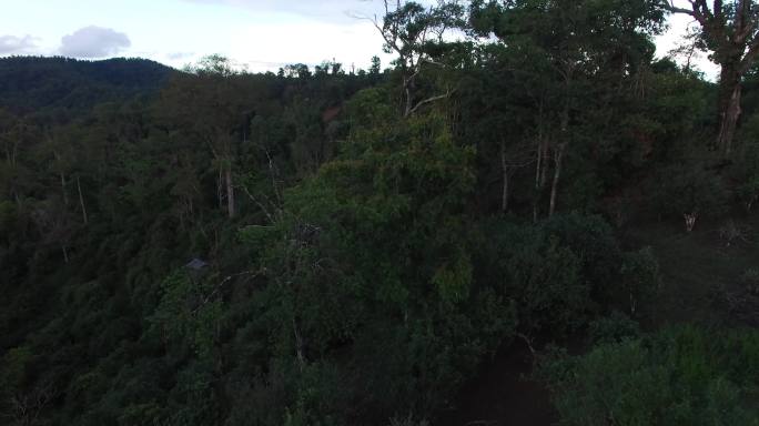 云南老班章古树茶园夕阳日落穿越丛林航拍