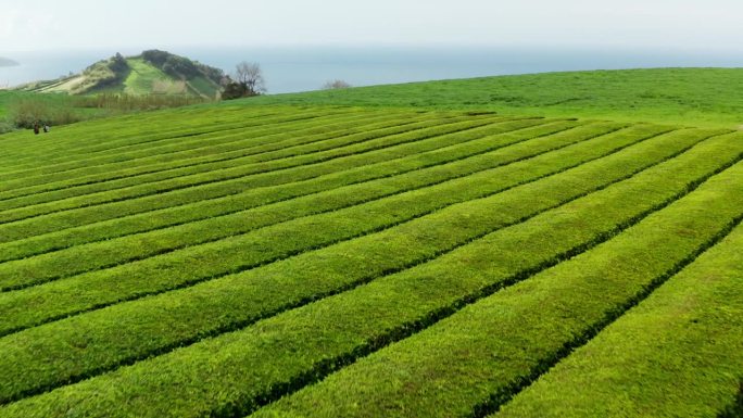 在绿茶种植园上空低空飞行。风景如画的绿色景观。