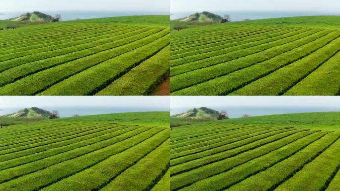 在绿茶种植园上空低空飞行。风景如画的绿色景观。