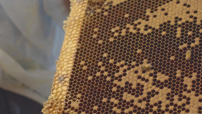 养蜂人刮蜂蜜特写