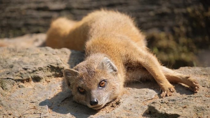 在一个自然公园里，一只小猫鼬狐狸看着镜头。近距离