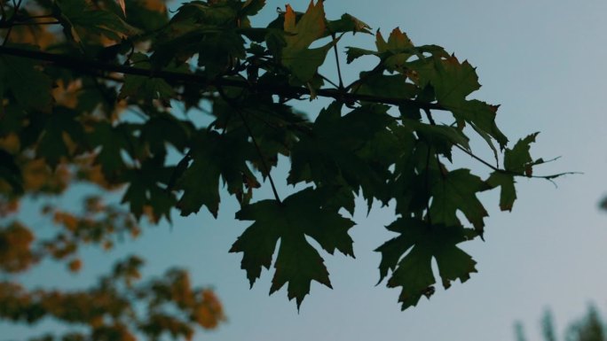 秋天的宁静:凤凰树向上拍摄，阳光和蓝天透过树叶，树叶在风中飞舞