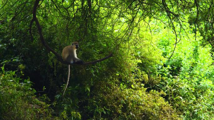 长尾猴坐在森林的树枝上的侧视图