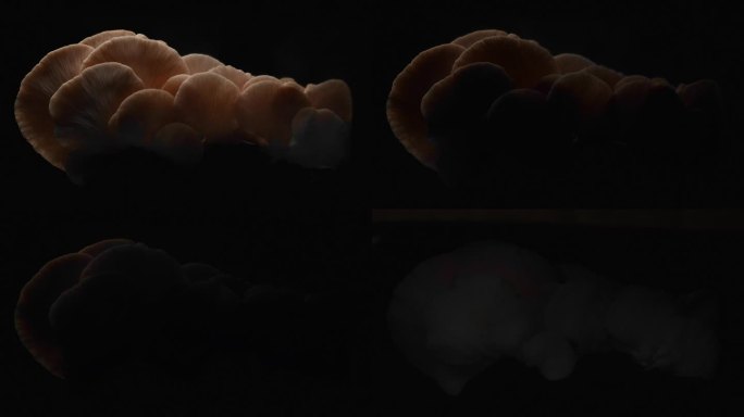 黑色背景上的平菇农作物农产品视频素材