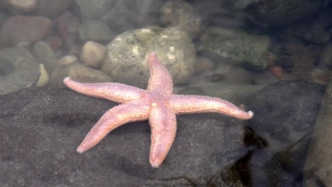 粉红色和白色的海星在清澈的潮汐池里慢慢地刷过大块的岩石