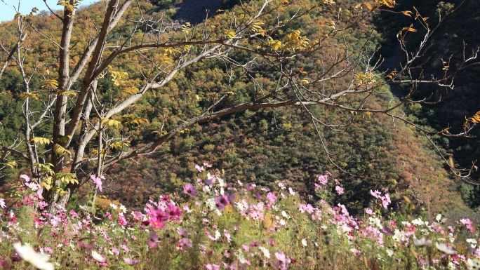 【4K】秋天随风飘动的格桑花