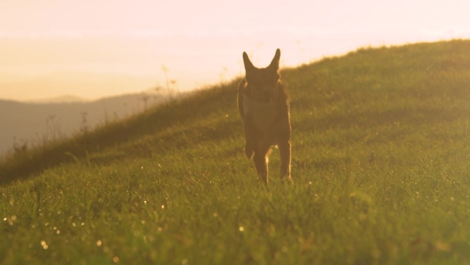 镜头光晕:美丽的混血狗在金色的夕阳下跑过草地