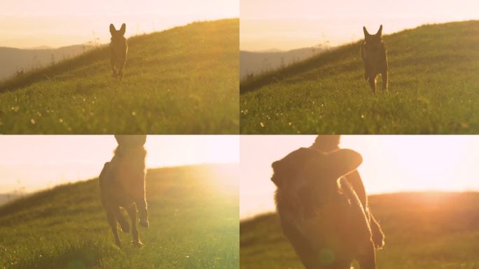 镜头光晕:美丽的混血狗在金色的夕阳下跑过草地