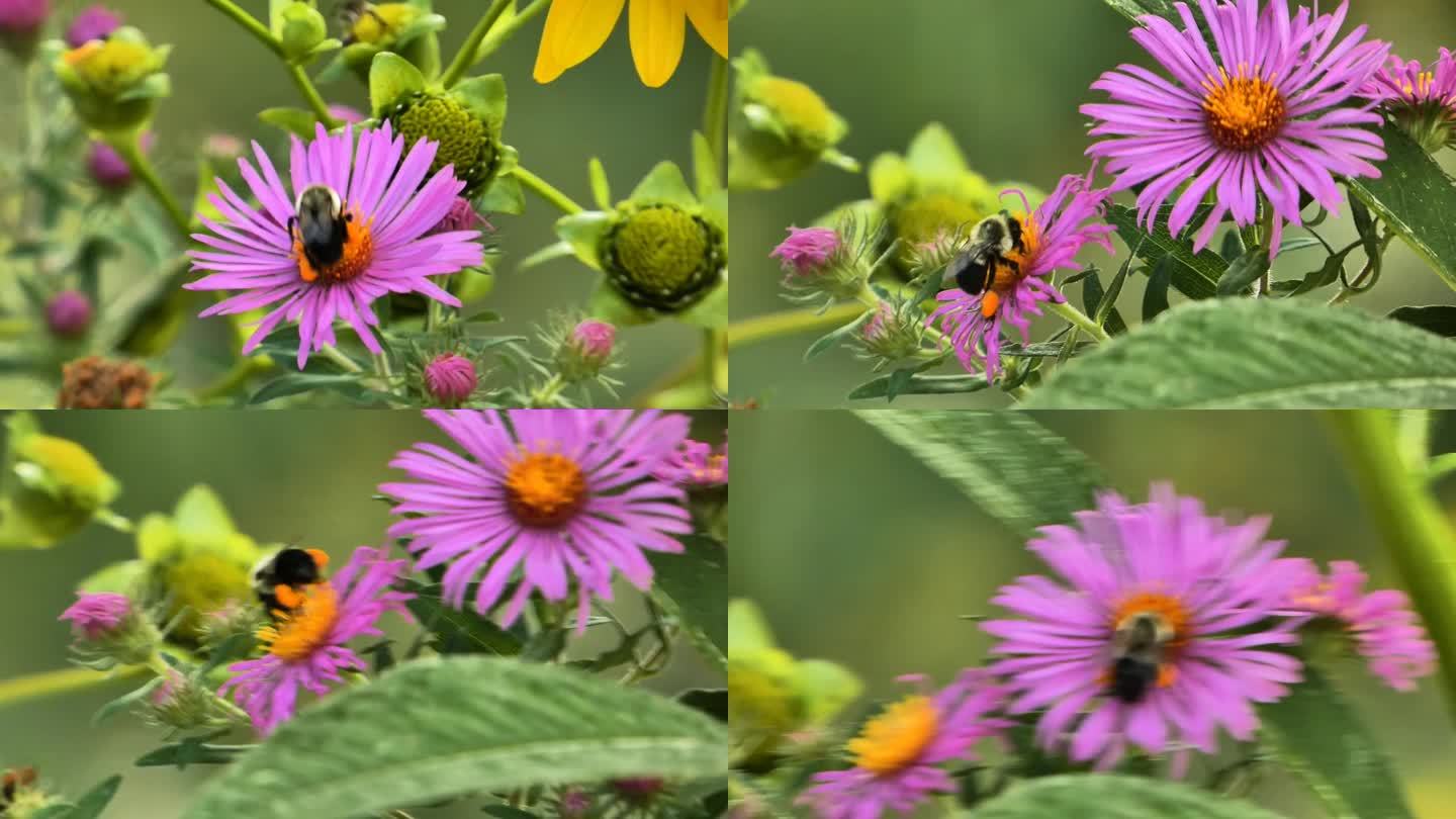 大黄蜂在芳香紫菀上