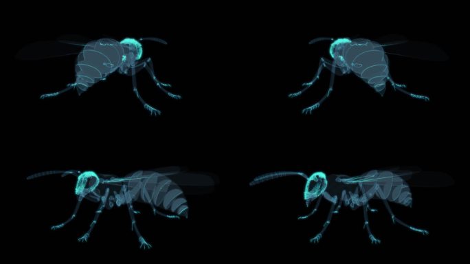 蚂蚁 昆虫蛐蛐虫子夏季炎热蝉蚊虫叮咬可怕
