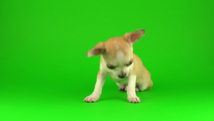 可爱的小狗吉娃娃狗在绿色的屏幕背景