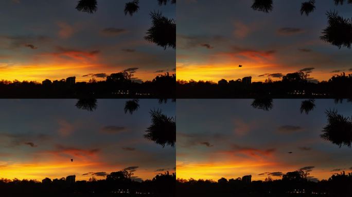 大鸟划过火烧云的天空 4k50p