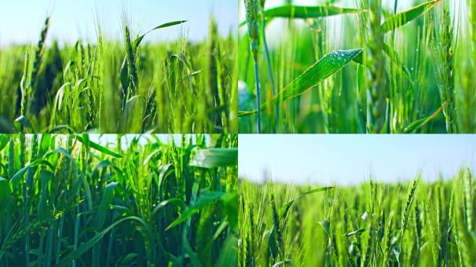 小麦麦田乡村振兴农业粮食小满三农丰收农田