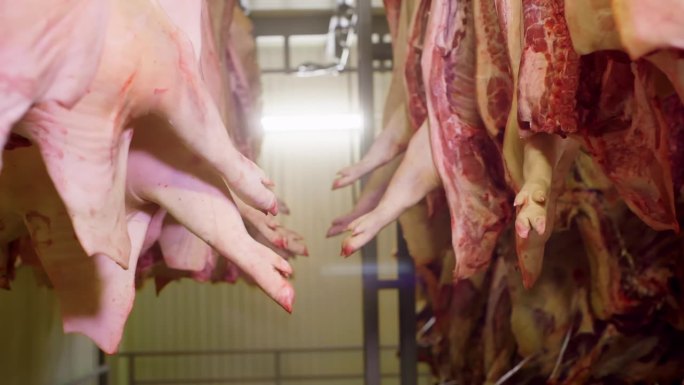 手持拍摄的新鲜猪肉尸体悬挂在冰箱里
