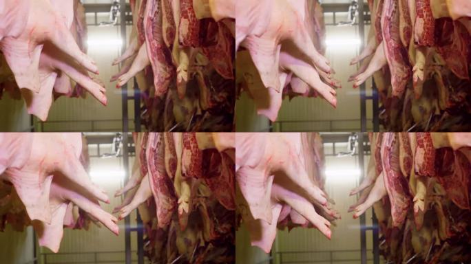 手持拍摄的新鲜猪肉尸体悬挂在冰箱里