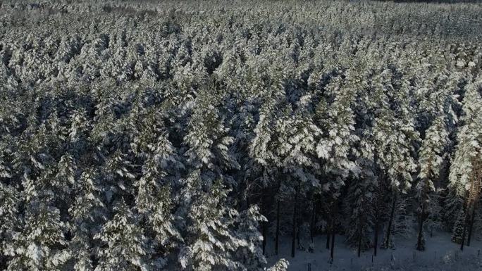 鸟瞰图在美丽的冬日，树梢被冰雪覆盖。在美丽宁静的冬日早晨，飞过令人惊叹的白松林。飞越波兰新雪覆盖的冬