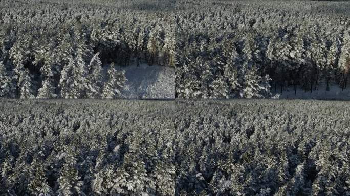 鸟瞰图在美丽的冬日，树梢被冰雪覆盖。在美丽宁静的冬日早晨，飞过令人惊叹的白松林。飞越波兰新雪覆盖的冬