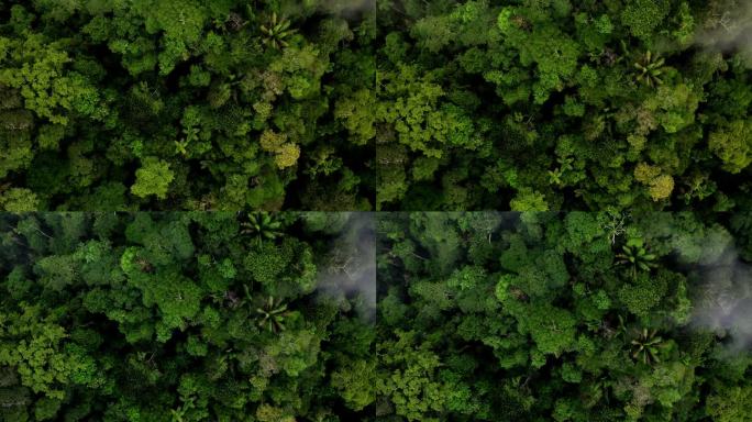 详细的空中自然背景，从上面可以看到森林树冠