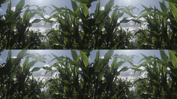 田野里植物的绿叶玉米和蓝天白云。玉米农场。玉米地的边缘，玉米秆、玉米叶和玉米穗在微风中摇曳。农业农业