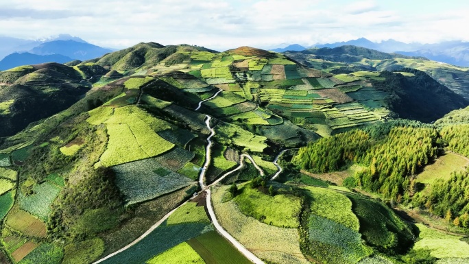 高山中药材种植基地航拍乡村产业振兴