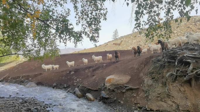 羊群 临河
