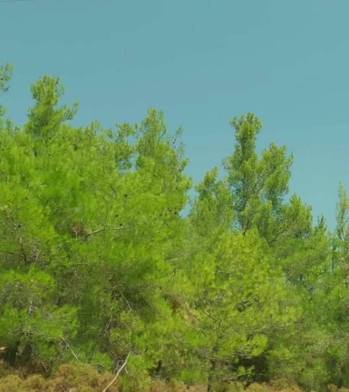 垂直视频-时间流逝，从车窗到山和树，风景罗德岛